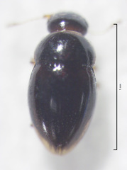 Ptenidium laevigatum