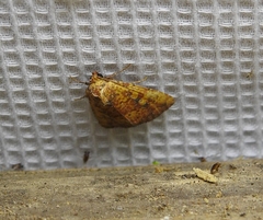 Perigea xanthioides