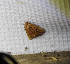 Perigea xanthioides