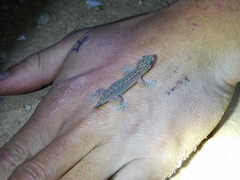 Gehyra versicolor