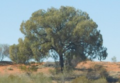 Allocasuarina decaisneana