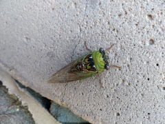 Megatibicen pronotalis