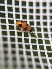 Cornulactica varicornis