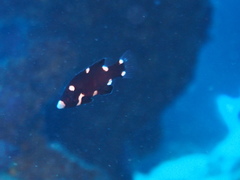 Bodianus axillaris