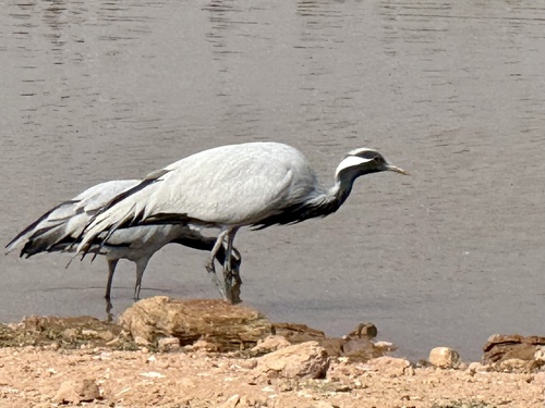 Demoiselle Crane (Grus virgo)