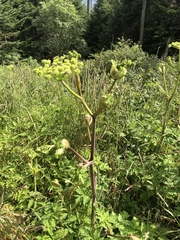 Angelica triquinata
