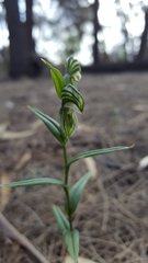Pterostylis vittata