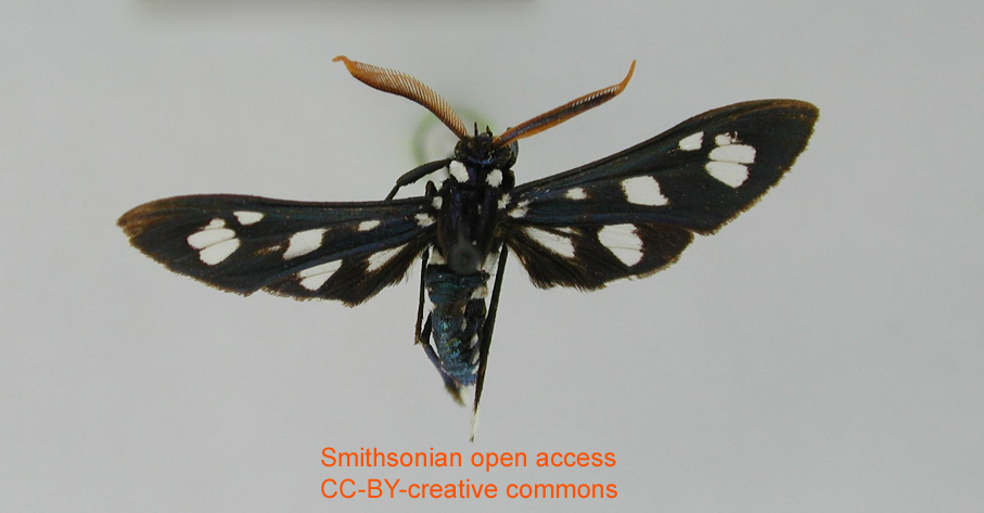 Pseudohyaleucerea bartschi