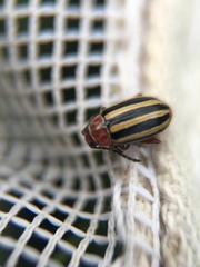 Disonycha admirabila