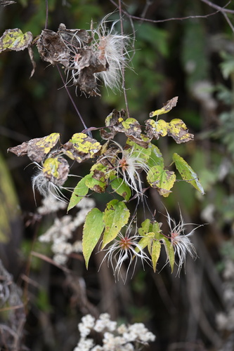 Clematis buchananiana observed 2024-12-25