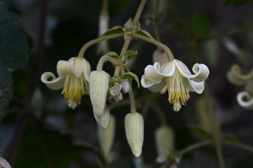 Clematis buchananiana observed 2024-12-26