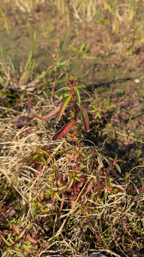 Ludwigia epilobioides iNat (1)