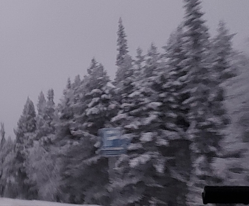 Siberian spruce