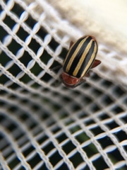 Disonycha admirabila