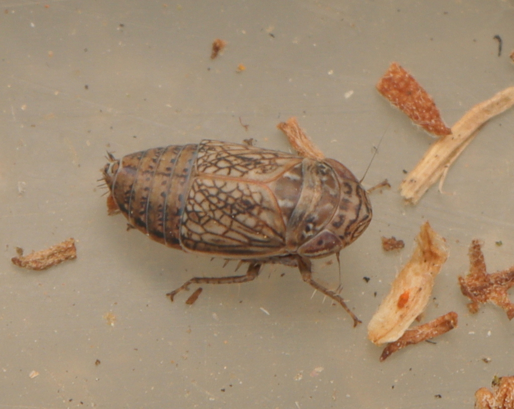 Hadroca ramosa