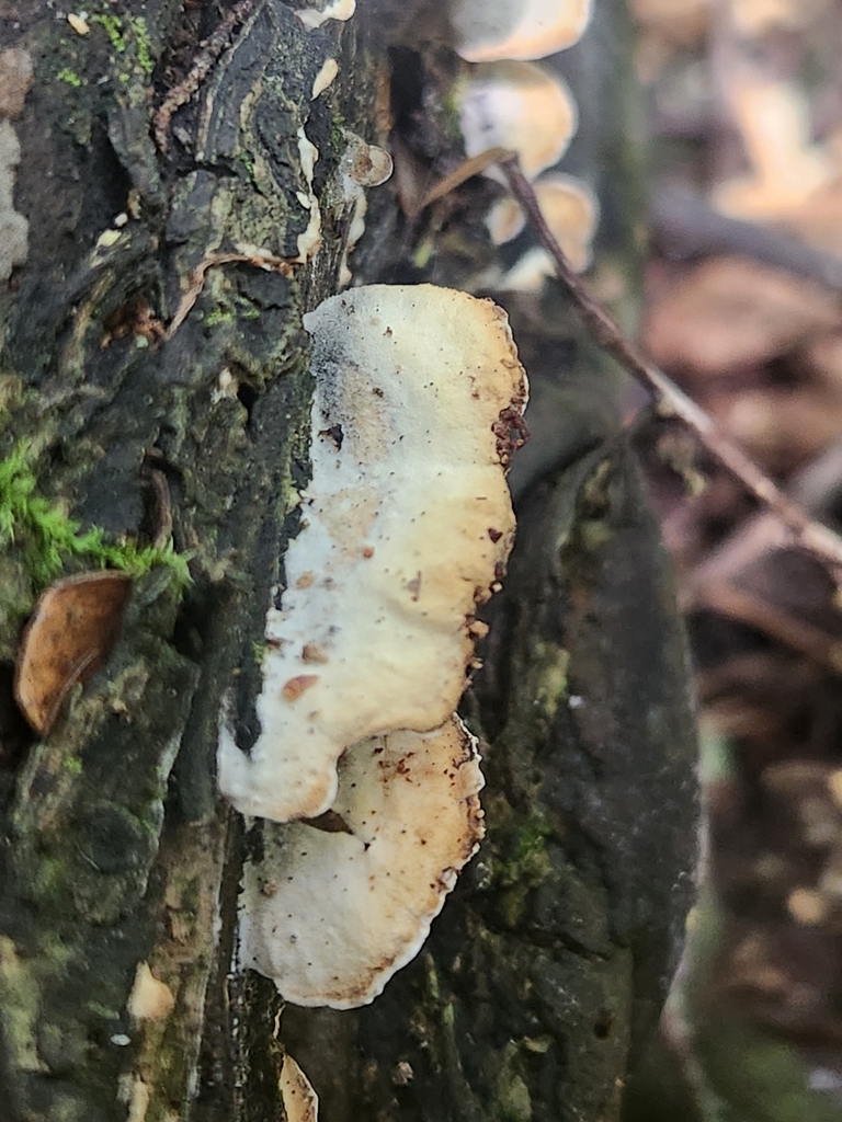 Gloeoporus dichrous · January 2025 · photo: © caroline1426 (iNaturalist, CC)