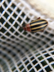 Disonycha admirabila