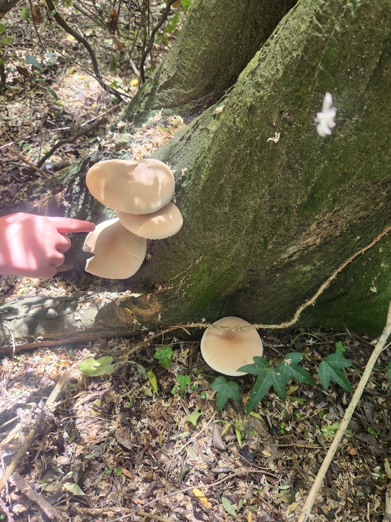 Cyclocybe parasitica · January 2025 · photo: © caroline1426 (iNaturalist, CC)