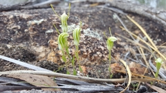 Pterostylis timothyi