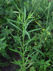 Euthamia graminifolia nuttallii
