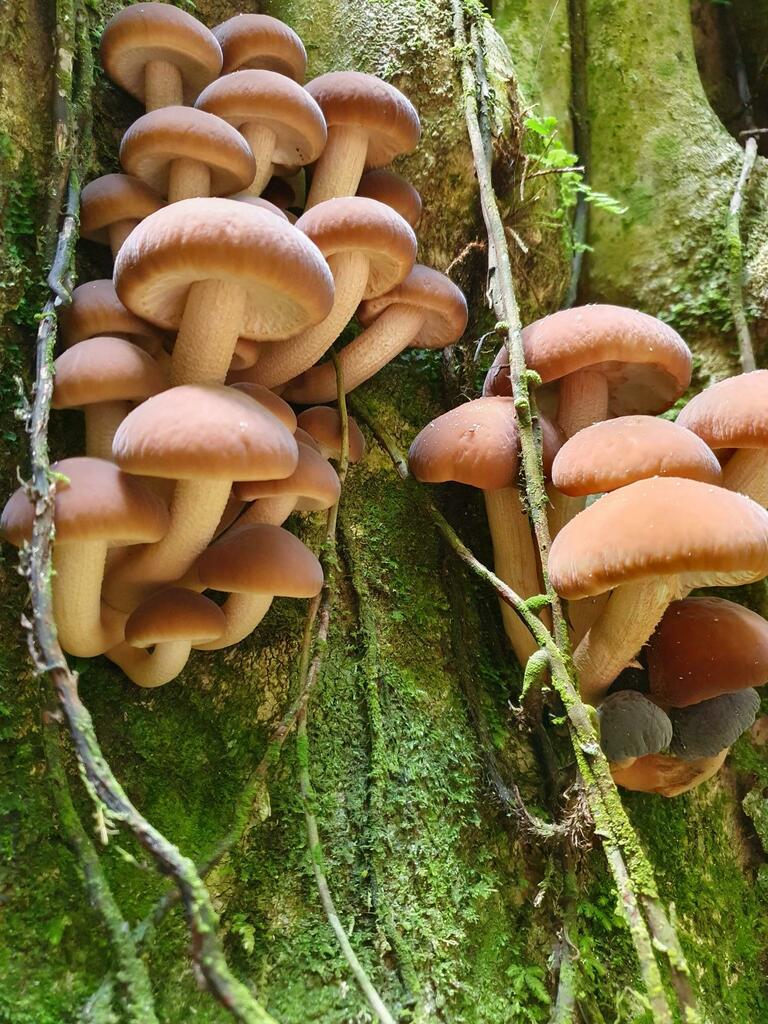 Cyclocybe parasitica · January 2025 · photo: © rgpowlesland (iNaturalist, cc-by-nc)