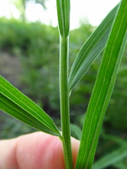 Euthamia graminifolia nuttallii