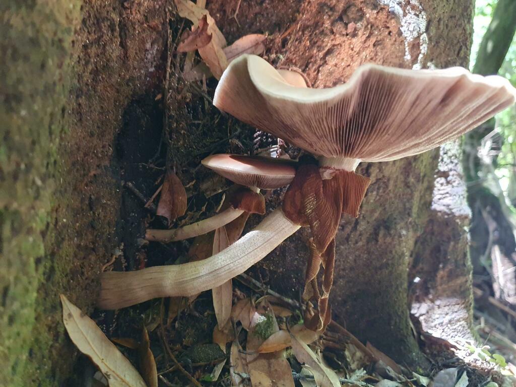 Cyclocybe parasitica · January 2025 · photo: © rgpowlesland (iNaturalist, cc-by-nc)