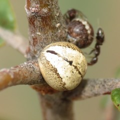 Kermesidae