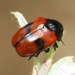 Urodera dilaticollis