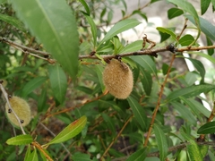 Amygdalus