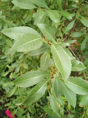 Amygdalus