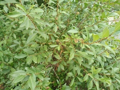 Amygdalus