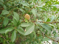 Amygdalus