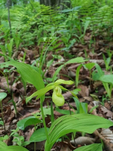 Cypripedium shanxiense, photograph 2