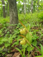 Cypripedium shanxiense, photograph author not stated, no rights reserved