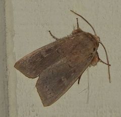 Leucania pseudargyria