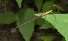 Tetragnatha straminea