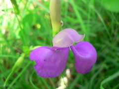 Phaseolus pauciflorus