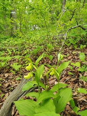 Cypripedium shanxiense