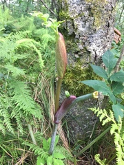 Angelica triquinata
