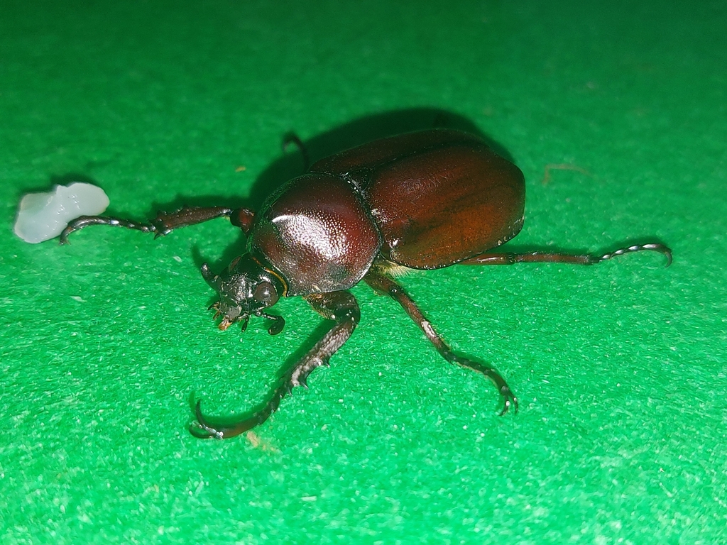 Xylotrupes wiltrudae (Xylotrupes wiltrudae)