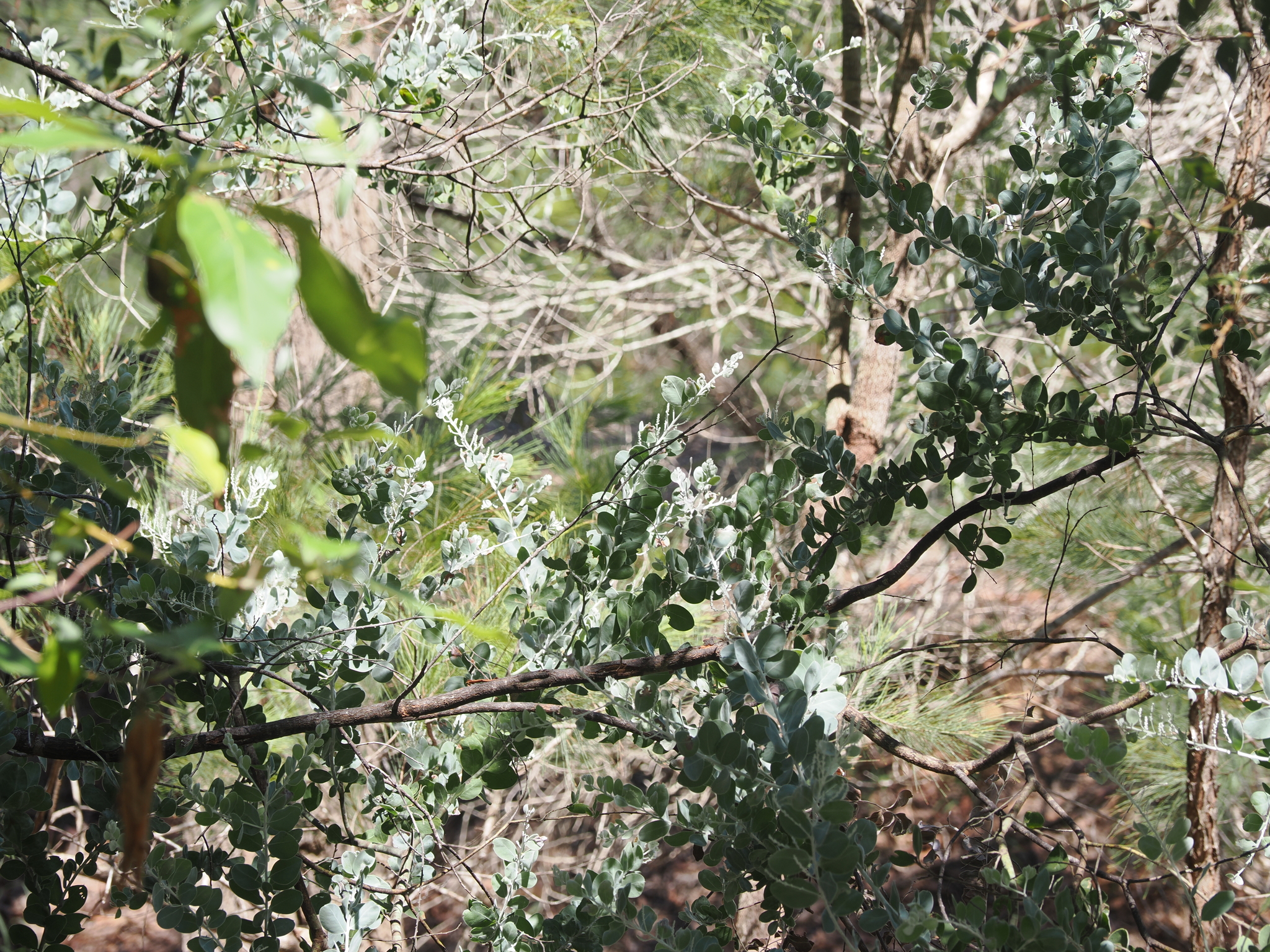 Imagem de Acácia-mimosa