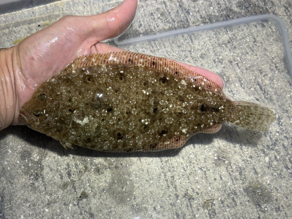 Channel Flounder