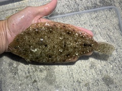 Channel Flounder photo 1