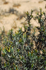 Amphiglossa susannae