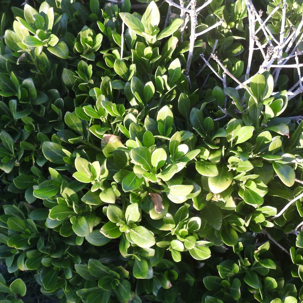 Psydrax obovatus; photograph (c) Henry de Lange, some rights reserved (CC BY)