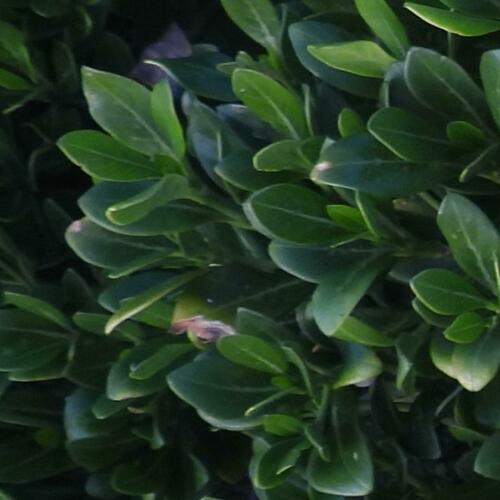 Psydrax obovatus, photograph 3