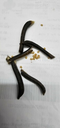 Foto de Rattlepod