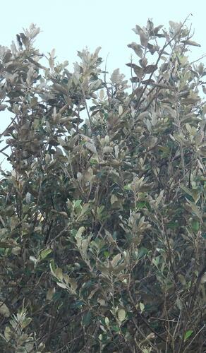 Brachylaena discolor