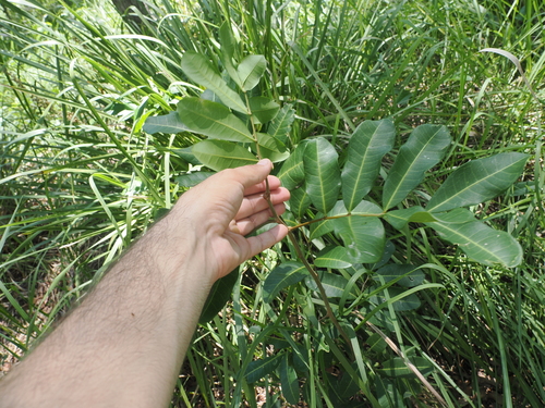 Cupaniopsis anacardioides
